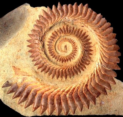 Fóssil de Espiral