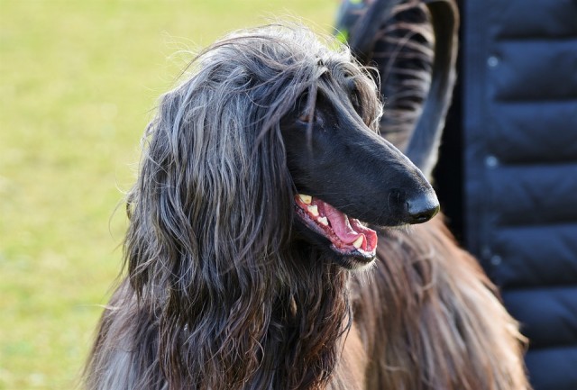 Galgo Afegão na Coleira