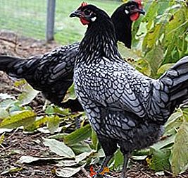Galinha Andaluza: Características, Ovos, Como Criar e Fotos