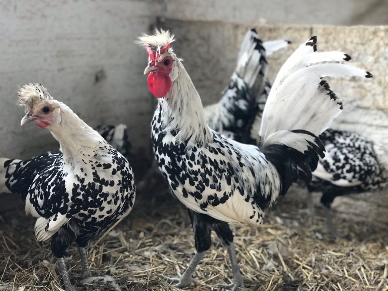 Galinha Apenzeller: Caracteristicas, Ovos, Como Criar E Fotos