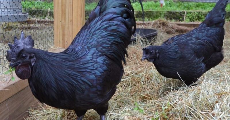 Galinha Ayam Cemani