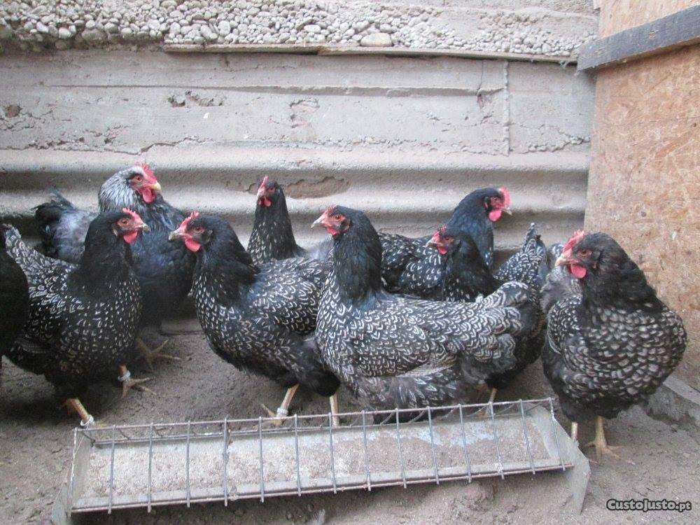 Galinha Barnevelder no Galinheiro