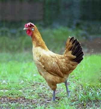 Galinha Catalana Del Prat na Grama