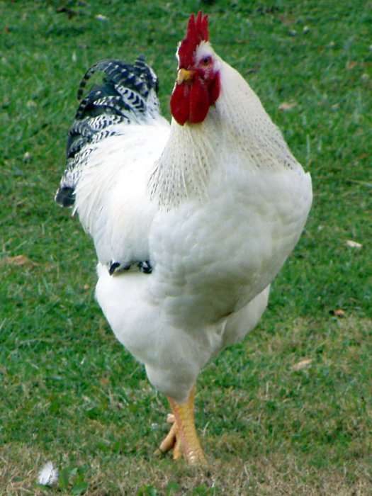 Galinha Delaware: Características, Ovos, Como Criar e Fotos