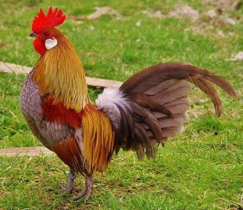 Galinha Dutch Bantam: Características, Ovos, Como Criar e Fotos