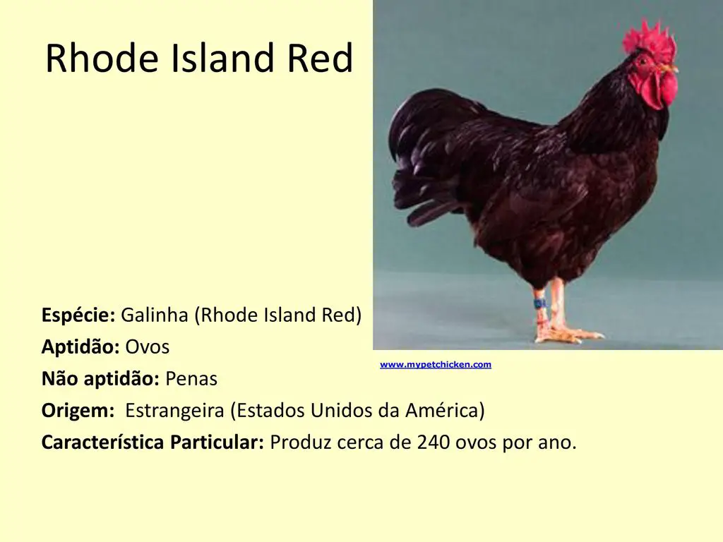 Galinha Rhode Island Red - Características