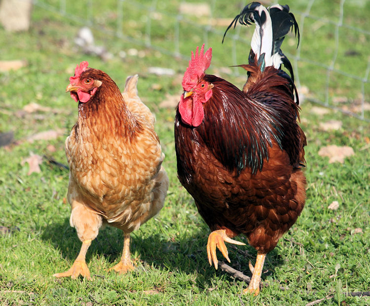 Galinha e Galo Andando na Grama