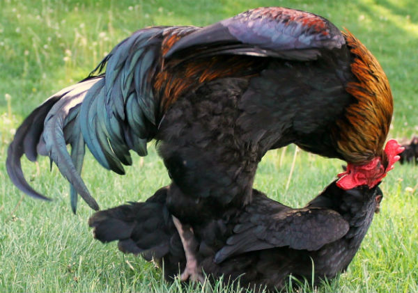 Galo Cruzando Com Galinha 