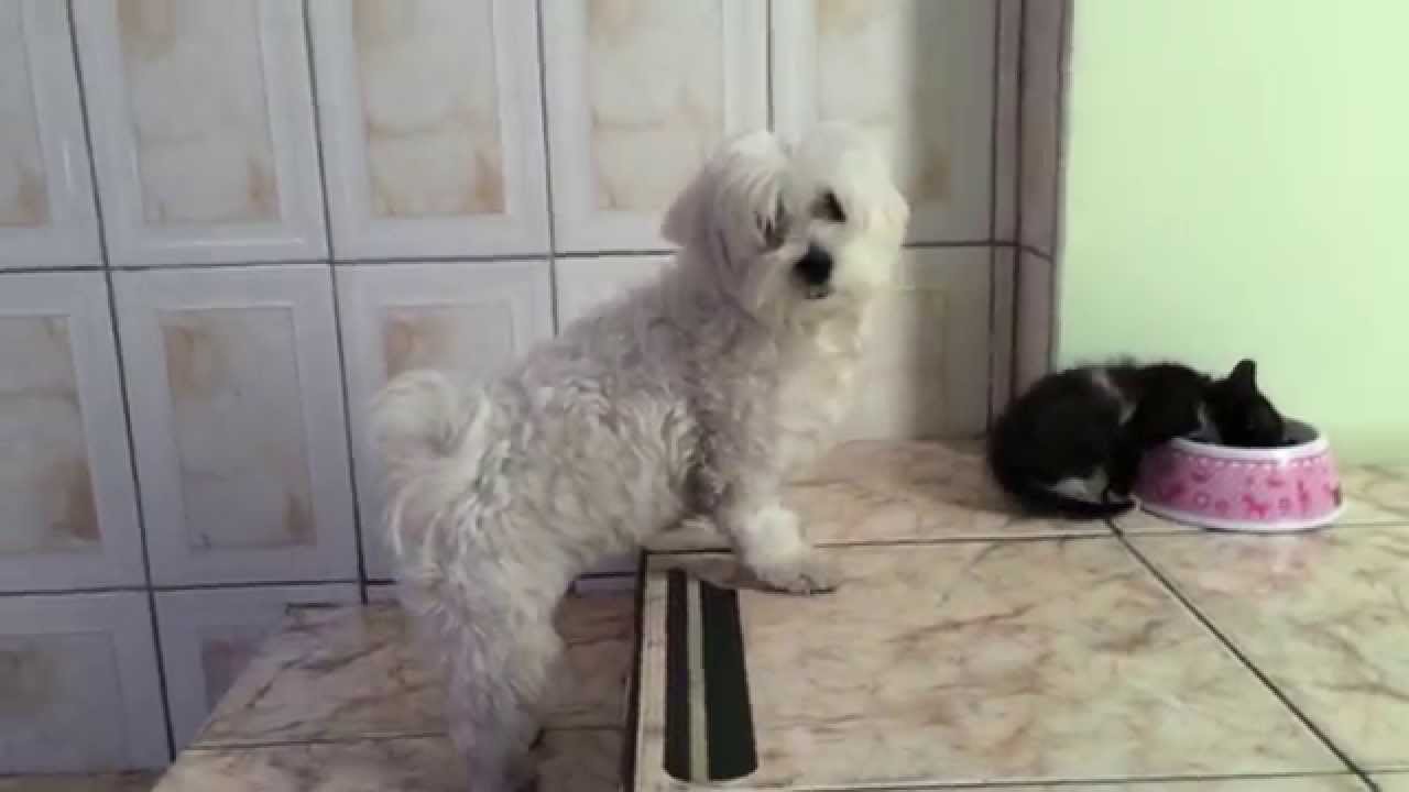 Gatinho Comendo a Ração de um Cachorro Maltês 