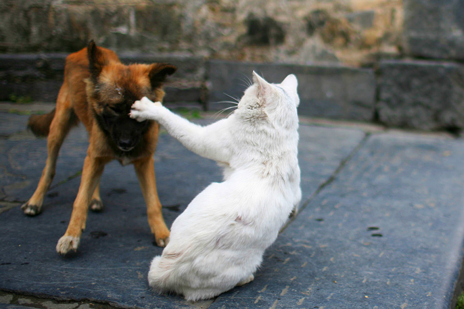 Gato Atacando um Cachorro na Rua