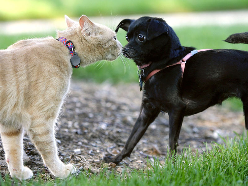 Gato se Estranhando com Um Cachorro