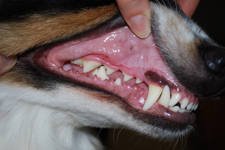 Gengiva do Cachorro
