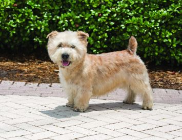 Glen of Imaal Terrier