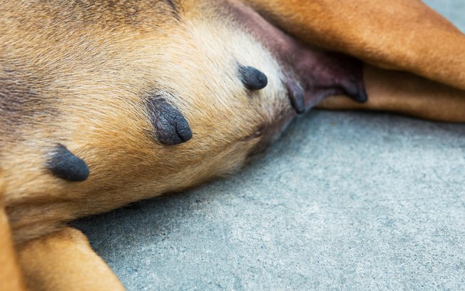 Glândulas Mamárias da Cachorra 