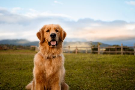 Golden Retrievers