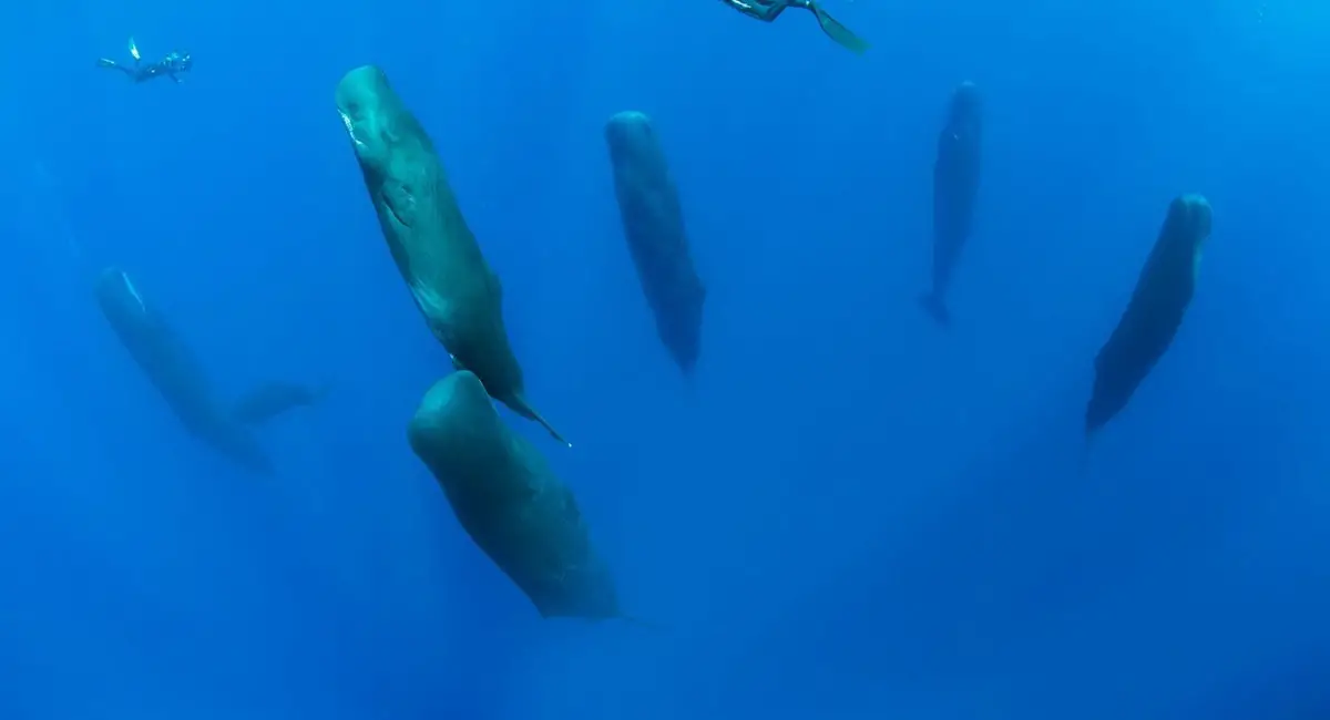 Grupo de Baleia Cachalote