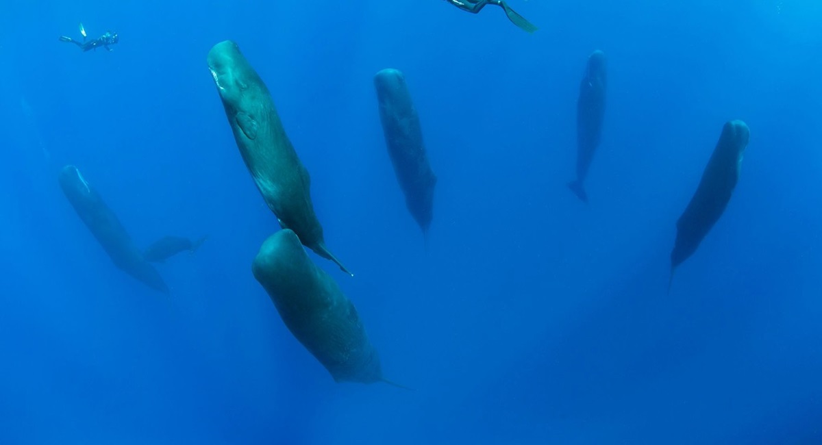 Grupo de Baleia Cachalote