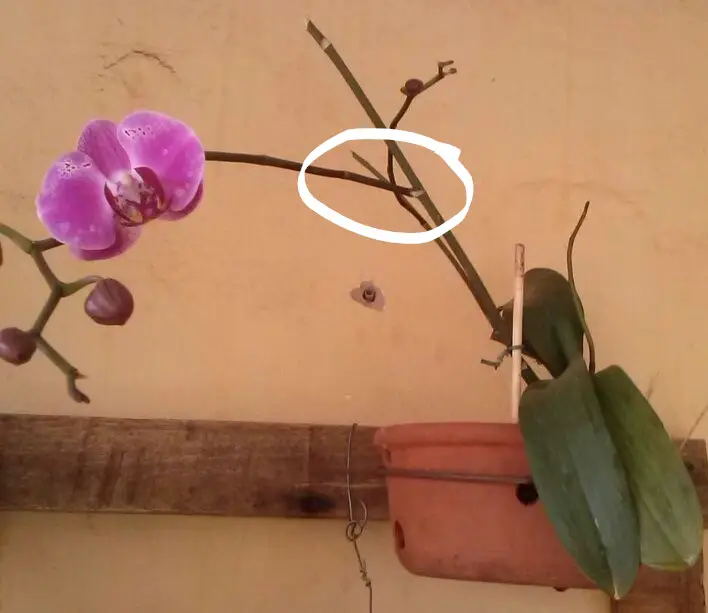 Haste da Orquídea 