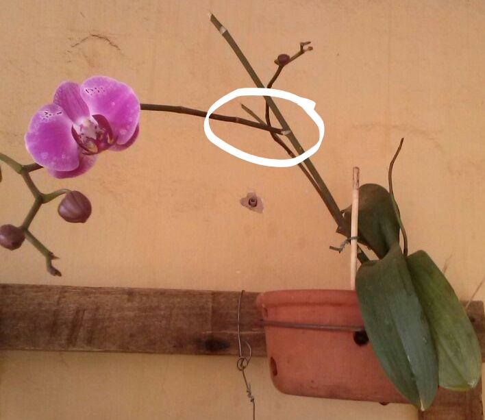 Haste da Orquídea