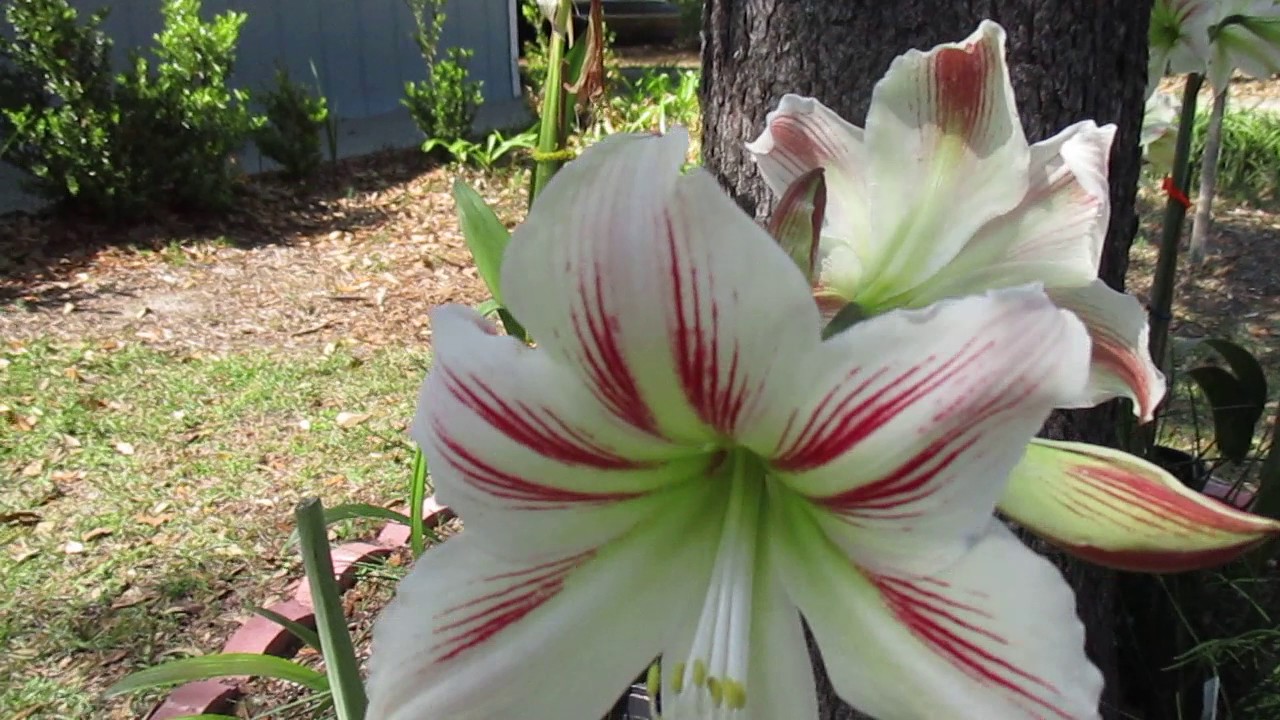 Hippeastrum Vittatum