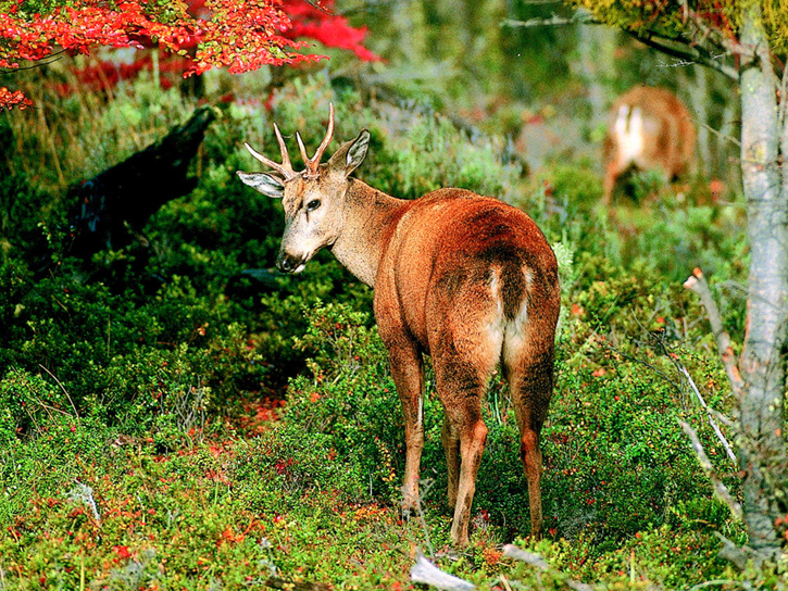 Hippocamelus Bisulcus