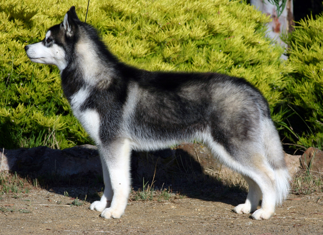 Husky Siberiano