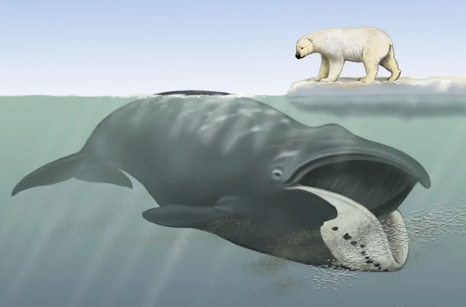 Ilustração da Baleia da Groenlândia em Baixo da Água