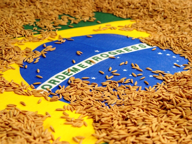 Ilustração da Chegada do Arroz no Brasil 