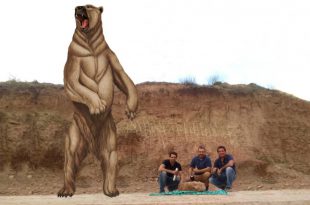 Ilustração do Urso Gigante