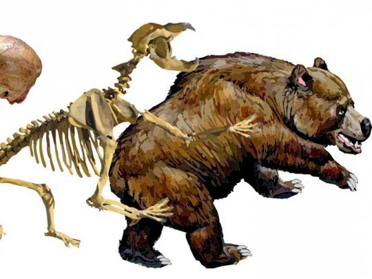 Ilustração do Urso das Cavernas