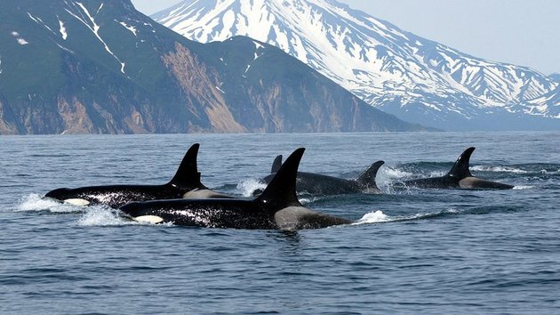 Imagem Com um Grupo de Orcas 