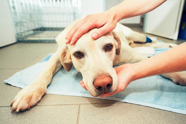 Intoxicação por Produtos de Limpeza em Cachorro: Como Fazer?