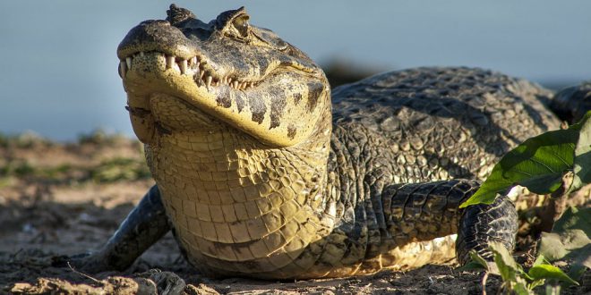 Qual é a Pele do Jacaré? Como é o Revestimento do Corpo? | Mundo Ecologia