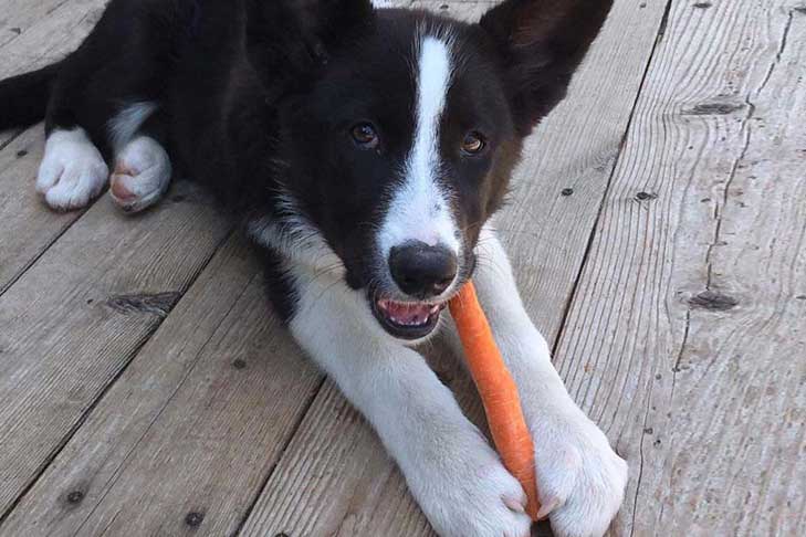 Karelian Bear Dog