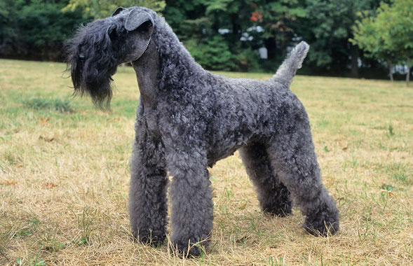 Kerry Blue Terrier