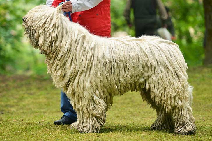 Komondor 