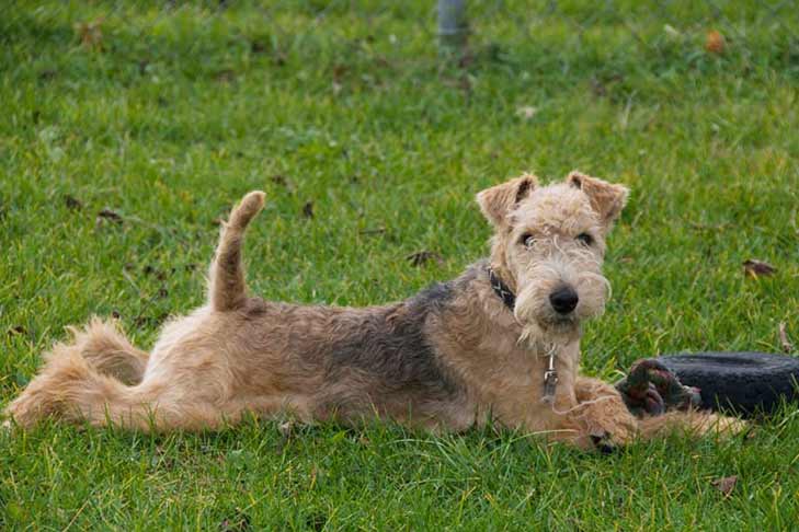 Lakeland Terrier