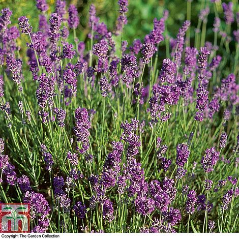 Lavanda 'Munstead'