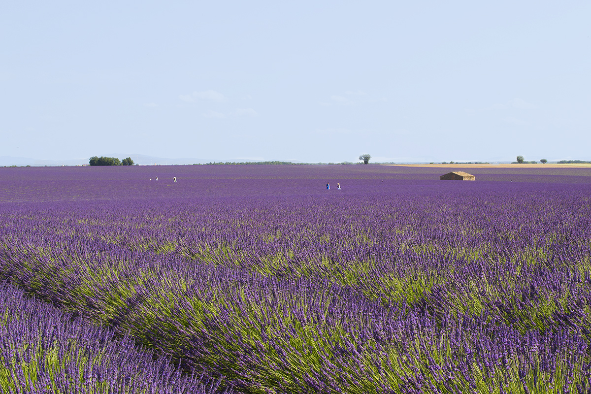 Lavanda 'Provence’