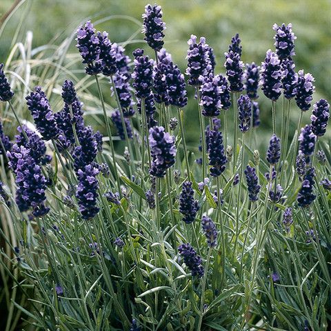 Lavanda ‘SuperBlue'