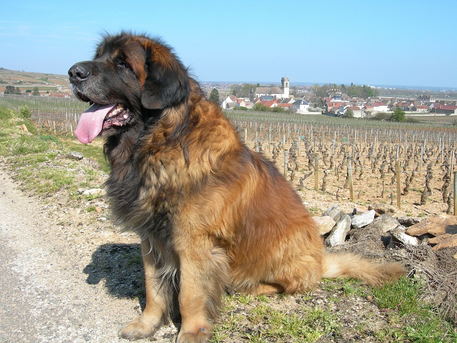 Leonberger