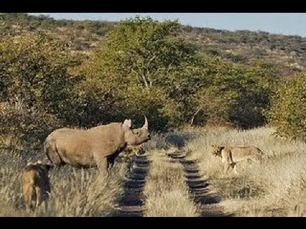 Leão vs Rinoceronte 