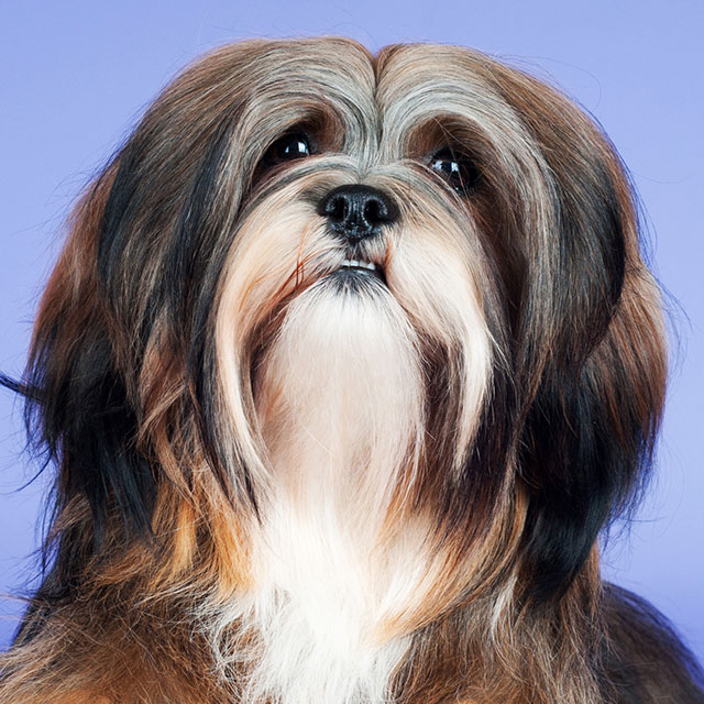 Lhasa Apso