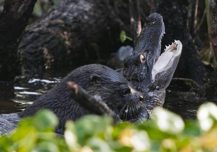 Lontra Atacando e Devorando Jacaré
