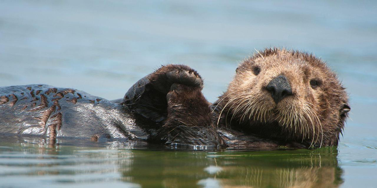 Lontra Dentro da Água