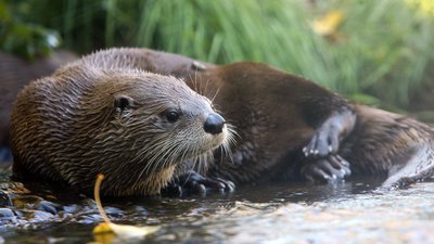 Lontra Norte-Americana: Características, Nome Científico e Fotos