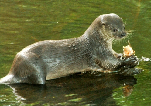 Lontra Norte-Americana se Alimentando