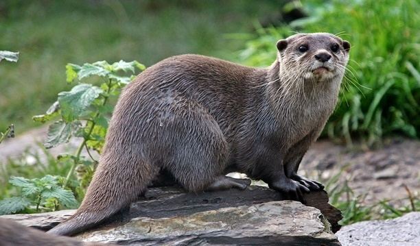 Lontra Provocax Fotografada Em Cima de Uma Pedra a Beira de Um Rio