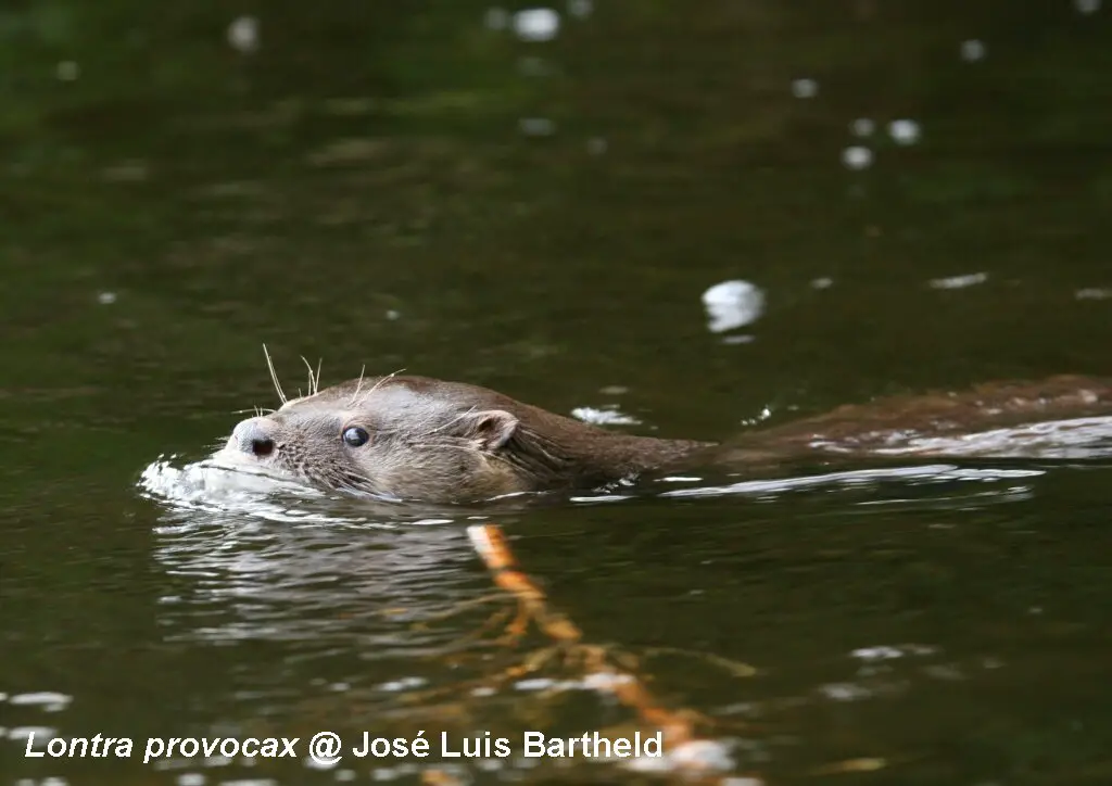 Lontra Provocax Fotografada Nadando em Um Rio