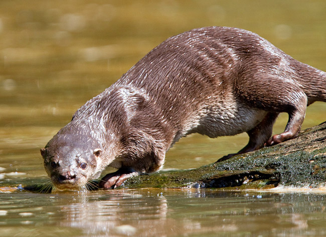 Lontra Provocax Fotografada Tomando Água no Rio